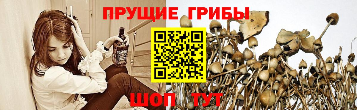 Галлюциногенные грибы прущие грибы  Десногорск 